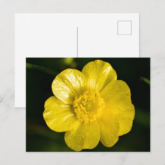 Meadow Buttercup Briefkaart (Voorkant / Achterkant)