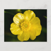 Meadow Buttercup Briefkaart (Voorkant)