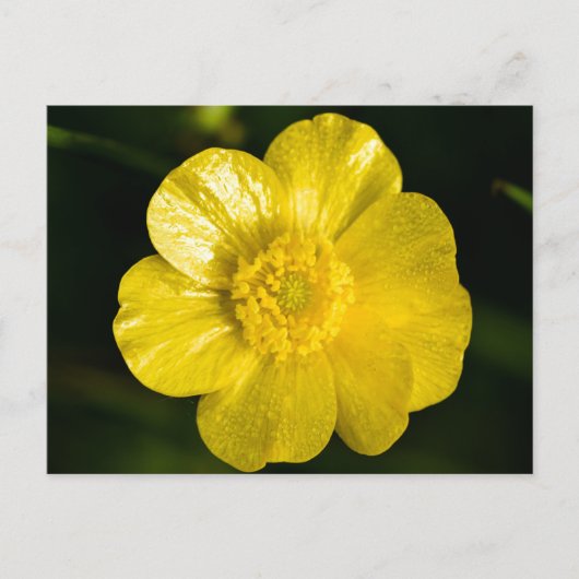 Meadow Buttercup Briefkaart (Voorkant)
