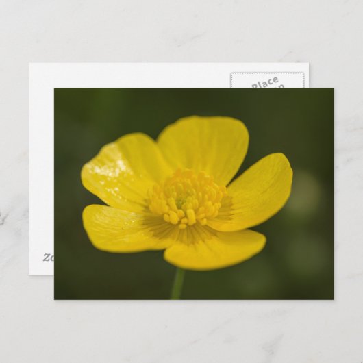 Meadow Buttercup Briefkaart (Voorkant / Achterkant)