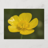 Meadow Buttercup Briefkaart (Voorkant)