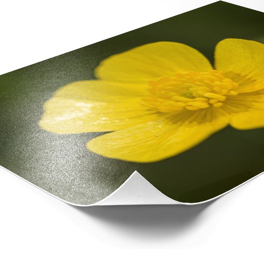 Meadow Buttercup Foto Afdruk (Hoek)