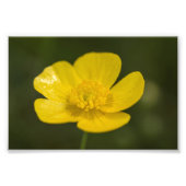 Meadow Buttercup Foto Afdruk (Voorkant)