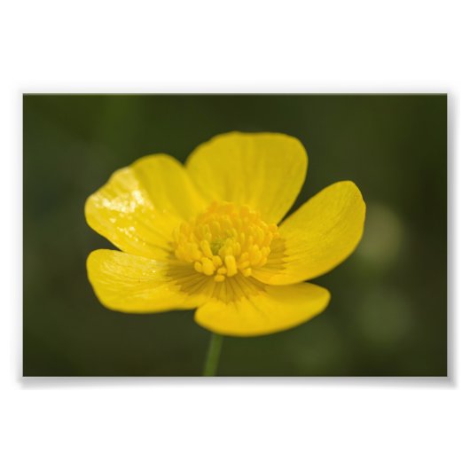 Meadow Buttercup Foto Afdruk (Voorkant)