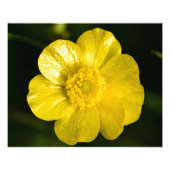 Meadow Buttercup Foto Afdruk (Voorkant)