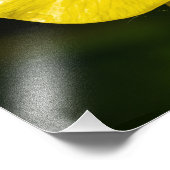 Meadow Buttercup Foto Afdruk (Hoek)