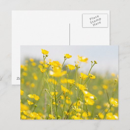 Meadow Buttercups Briefkaart (Voorkant / Achterkant)
