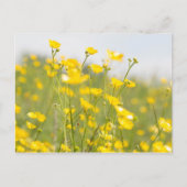 Meadow Buttercups Briefkaart (Voorkant)