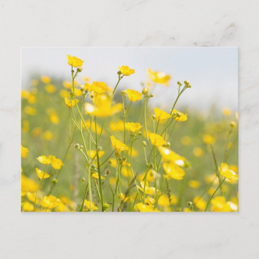 Meadow Buttercups Briefkaart (Voorkant)