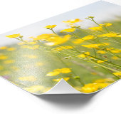 Meadow Buttercups Foto Afdruk (Hoek)