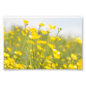 Meadow Buttercups Foto Afdruk (Voorkant)