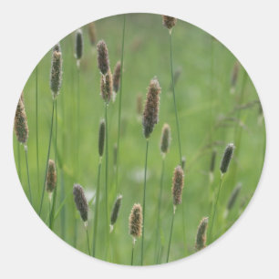 Meadow Foxtails Ronde Sticker