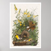 Meadow Lark door Audubon Poster (Voorkant)