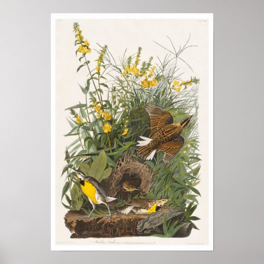 Meadow Lark door Audubon Poster (Voorkant)