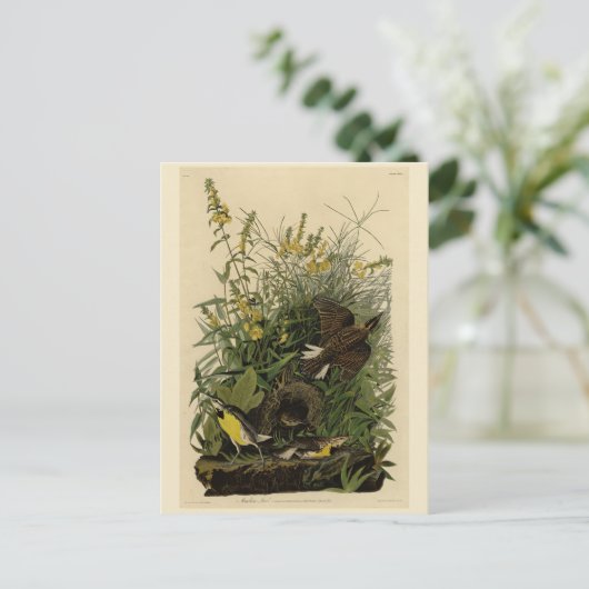 Meadow Lark van de Amerikaanse vogels van Audubon Briefkaart (Staand voorkant)