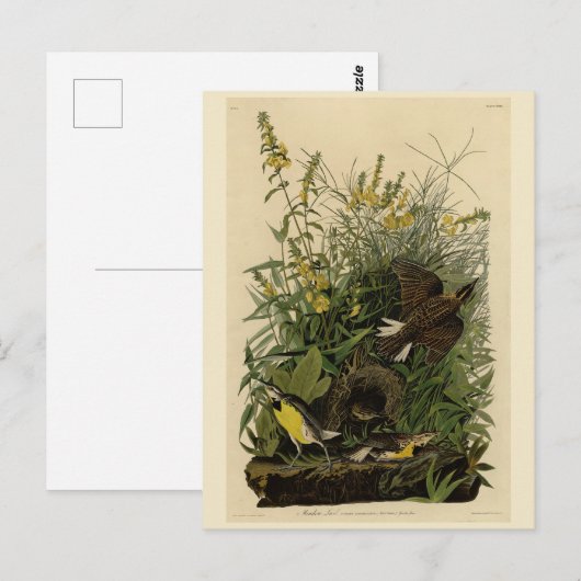 Meadow Lark van de Amerikaanse vogels van Audubon Briefkaart (Voorkant / Achterkant)
