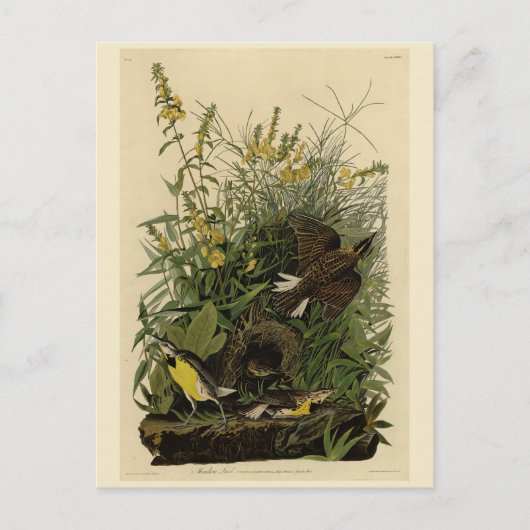 Meadow Lark van de Amerikaanse vogels van Audubon Briefkaart (Voorkant)