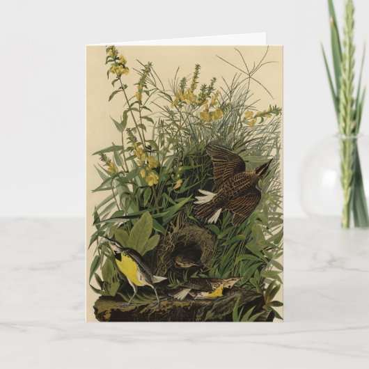 Meadow Lark van de Amerikaanse vogels van Audubon Kaart (Voorkant)