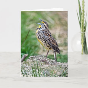 Meadow Lark Wenskaart Kaart