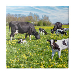 Meadow vol met andelionen met graaskoeien tegeltje