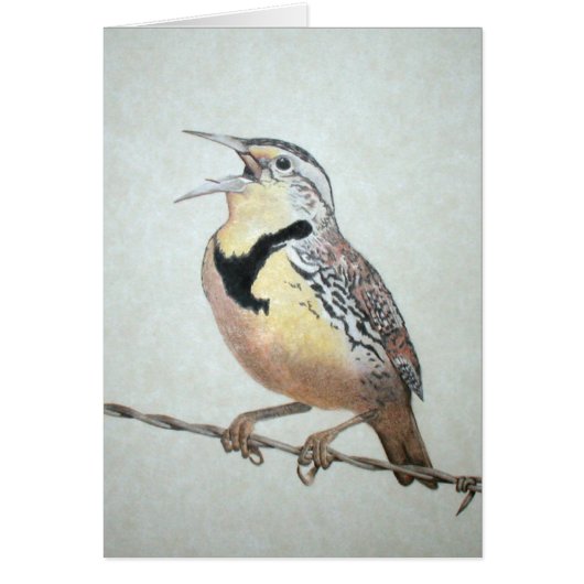 Meadowlark (Voorkant)