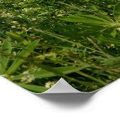 Meadows met lupinen - poster (Hoek)