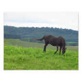 Meadows of Love Foto Afdruk (Voorkant)