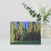Meadows Sequoia Briefkaart (Staand voorkant)