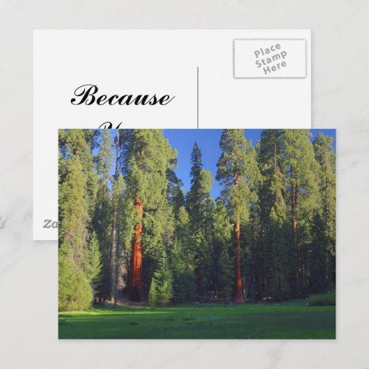 Meadows Sequoia Briefkaart (Voorkant / Achterkant)