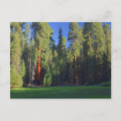 Meadows Sequoia Briefkaart (Voorkant)