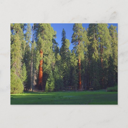 Meadows Sequoia Briefkaart (Voorkant)