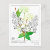 Meadowsweet Herb Materia Medica Kennis Kaart (Voorkant)
