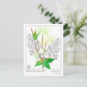 Meadowsweet Herb Materia Medica Kennis Kaart (Staand voorkant)