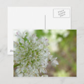 Meadowweet Briefkaart (Voorkant / Achterkant)