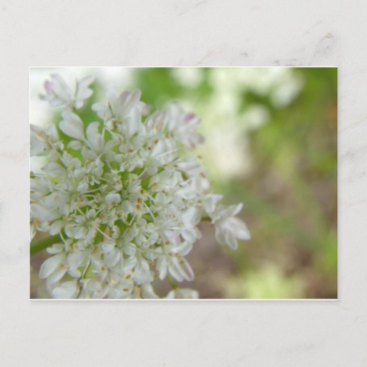 Meadowweet Briefkaart (Voorkant)