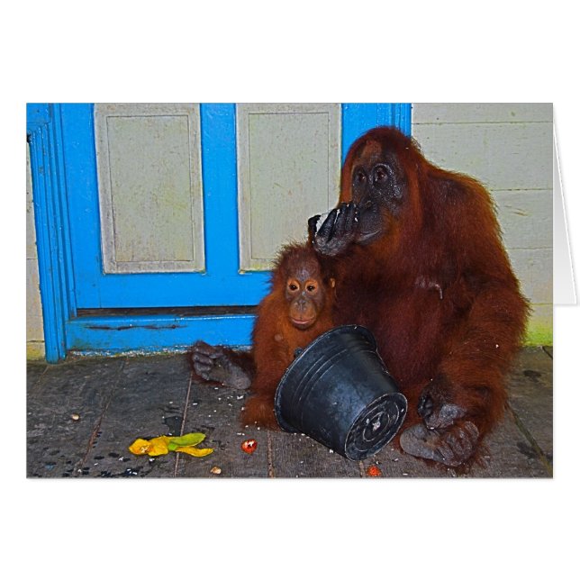 Mealtime met mama Orangutan (Voorkant Horizontaal)