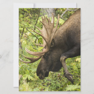 Meandering Moose