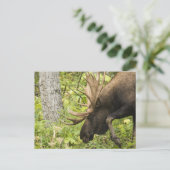 Meandering Moose Briefkaart (Staand voorkant)