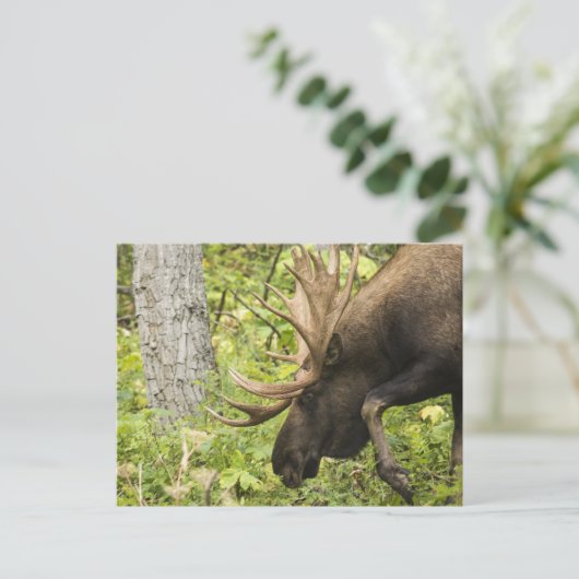 Meandering Moose Briefkaart (Staand voorkant)