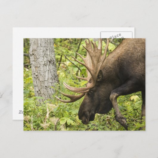 Meandering Moose Briefkaart (Voorkant / Achterkant)