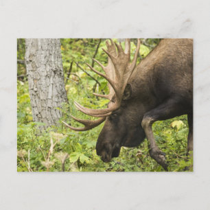 Meandering Moose Briefkaart