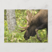 Meandering Moose Briefkaart (Voorkant)