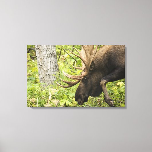 Meandering Moose Canvas Afdruk (Voorkant)