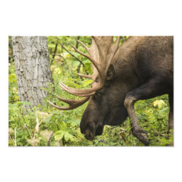 Meandering Moose Foto Afdruk