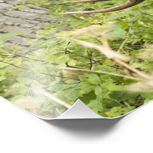 Meandering Moose Foto Afdruk (Hoek)