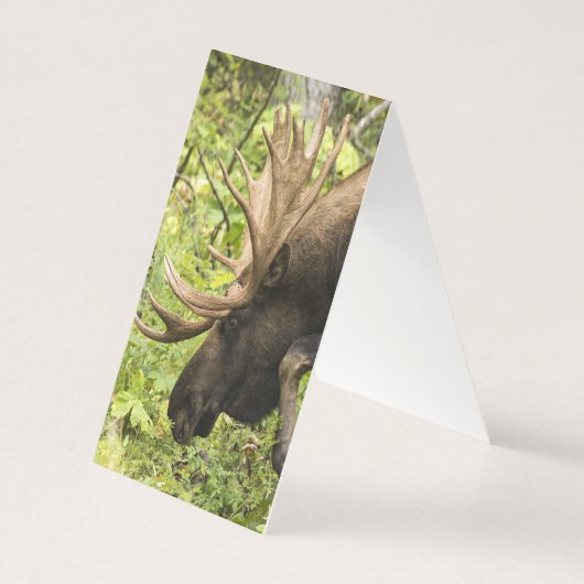 Meandering Moose Kaart (Achterkant)