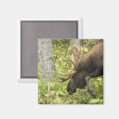 Meandering Moose Magneet (Voorkant / Achterkant)