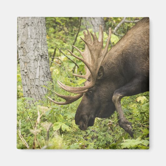 Meandering Moose Magneet (Voorkant)