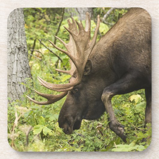 Meandering Moose Onderzetter (Voorkant)