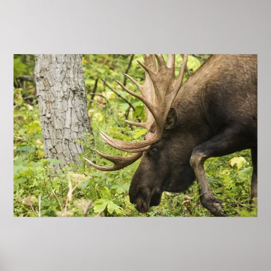 Meandering Moose Poster (Voorkant)